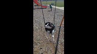 Husky puppy nearly falls asleep in swing set