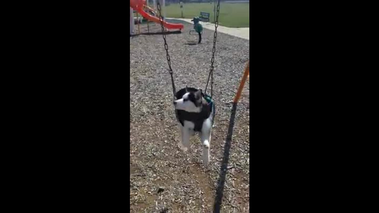 Husky puppy nearly falls asleep in swing set