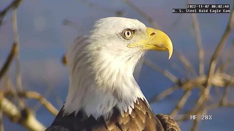 USS Eagles - Good morning Dad