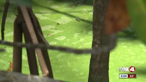 Pregnant couple worries about algae