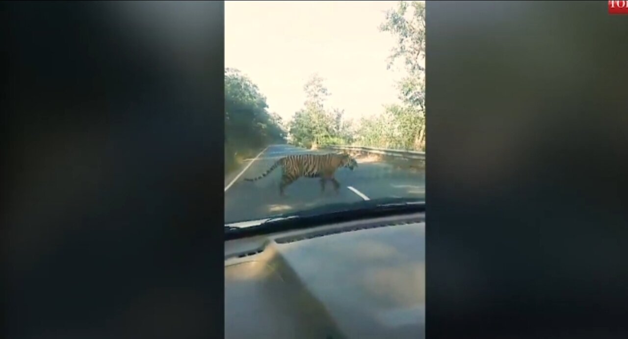 O My GOD Tiger Attact people in nepal