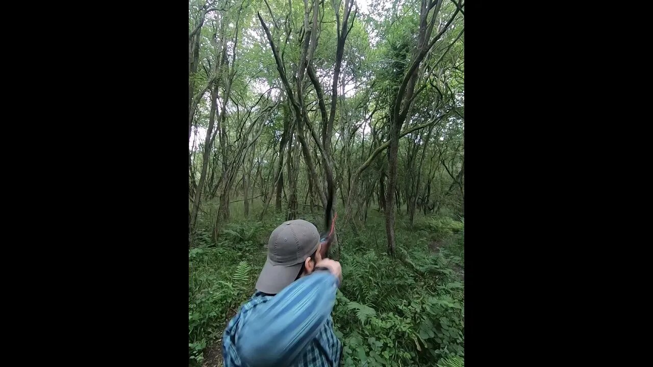 78LBS @ 28” STRAIGHT ARROW FLIGHT THROUGH TREES