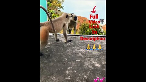 monkey pranke funny video || #funny #shorts #youtubeshorts #funnyvideo #viral #viralshorts #new