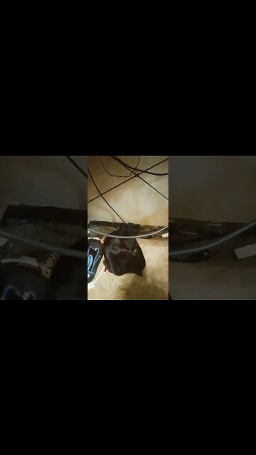 The kitty king beneath the desk #shorts #shortsvideo #shortsfeed #youtubeshorts