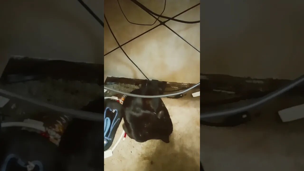 The kitty king beneath the desk #shorts #shortsvideo #shortsfeed #youtubeshorts