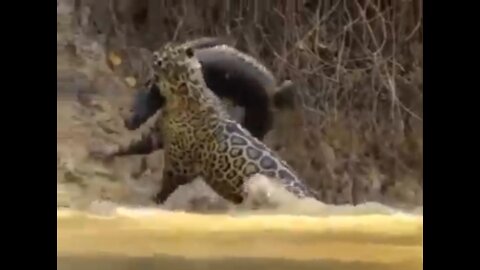 An Unreal Jump of a Cheetah on a Crocodile! I'm Shocked!