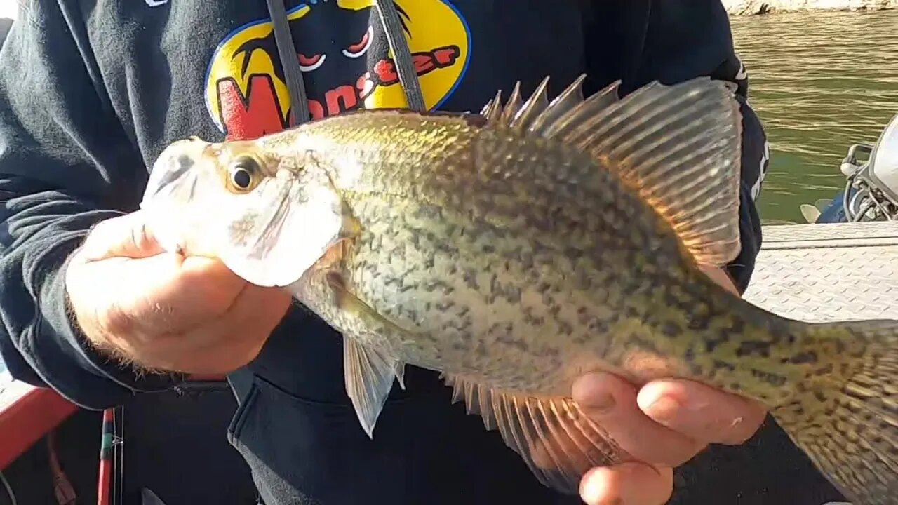 Catchin Crappies on Deep Wood Cover with Minnows