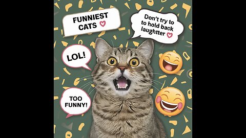Funniest Cats 😹 Don't Try to Hold Back Laughter 😂 | The Pet Collective