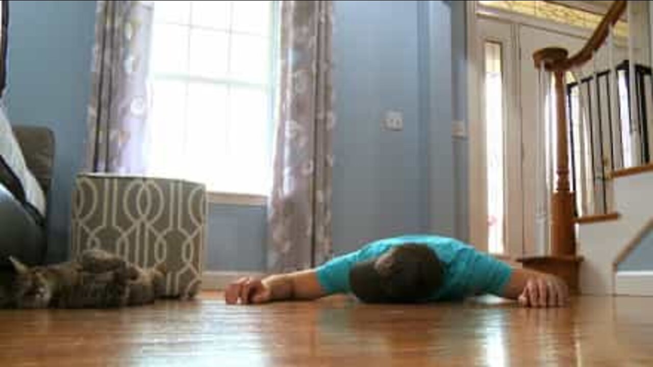 死んだふりをする飼い主を無視する猫