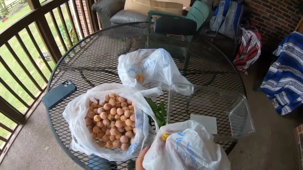 How to grow a Ginkgo tree from seed