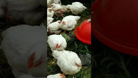 #chickens #cornishcross #meatchickens #meatbirds #homesteading #homesteadlife #pastureraised #farm
