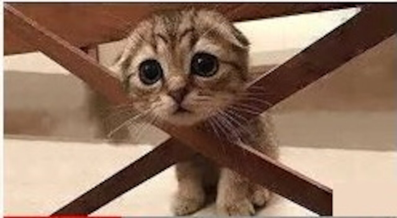 ๐Cute And Funny Pets | Try Not To Laugh To These Pets Compilation #1๐ Cutest Lands