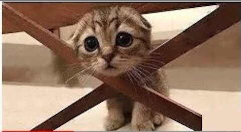 💗Cute And Funny Pets | Try Not To Laugh To These Pets Compilation #1💗 Cutest Lands