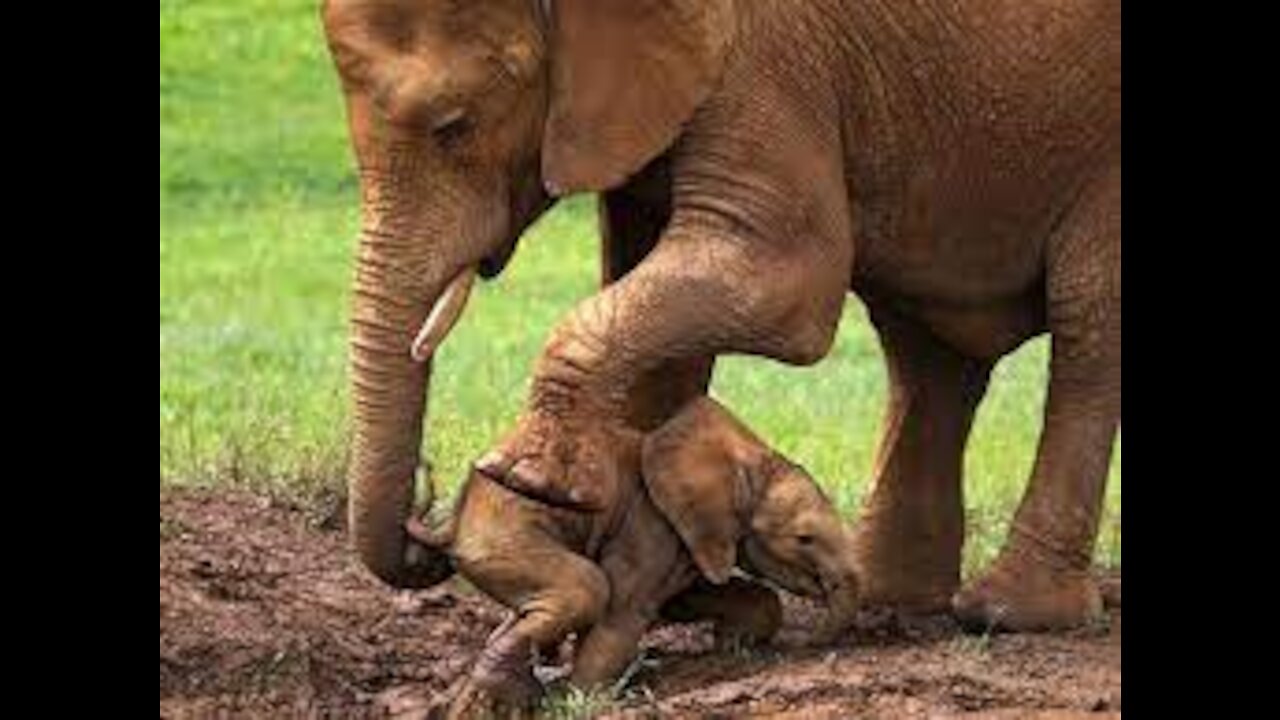 Amazing world Elephant rescues a baby elephant from crocodiles