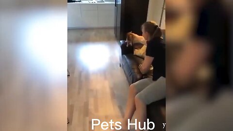"Paws & Chuckles: Hilarious Hijinks of Adorable pets"