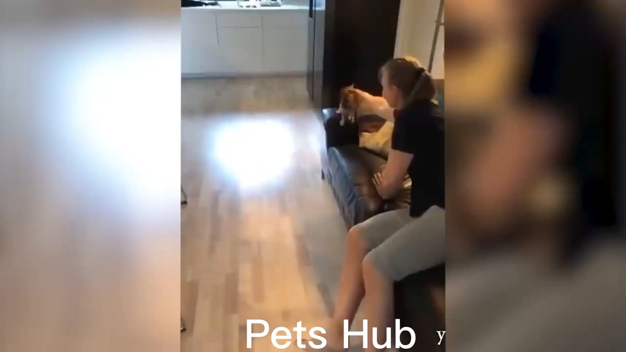 "Paws & Chuckles: Hilarious Hijinks of Adorable pets"