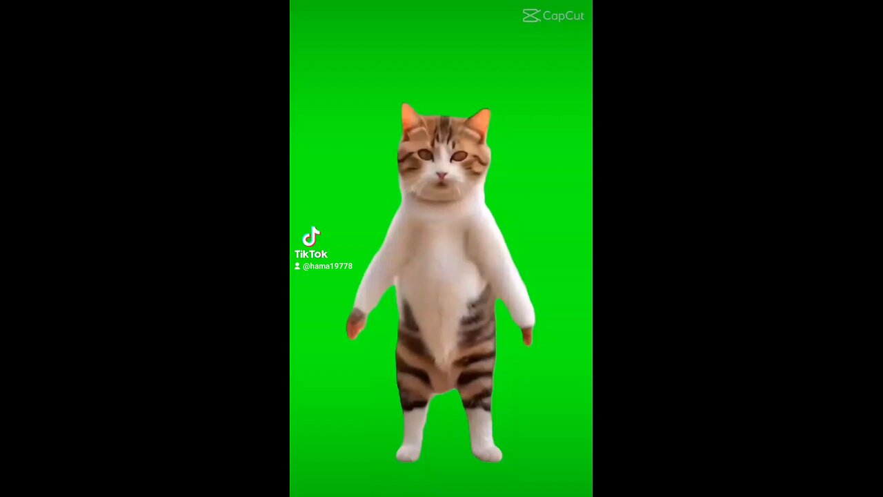 fany cat 😺 dancing