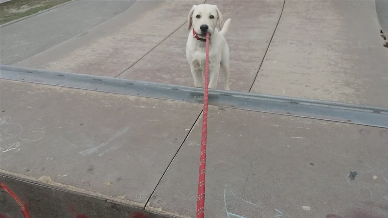 Puppy Labrador play on playground