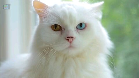 cat bahut hi best Billi