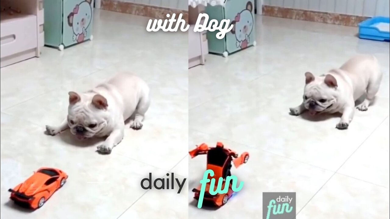 How white French Bulldog play with a Transformative toy - Funny Dog