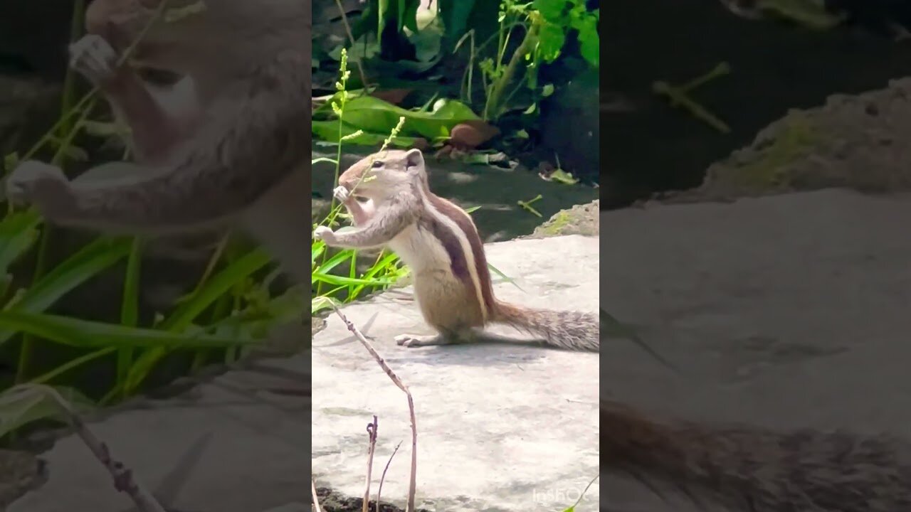 Squirrel Eating Grains