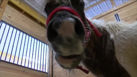 The SPCA Serving Erie County has a Mini Horse that needs a home