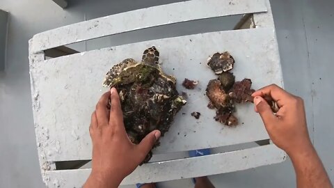 Rescue Sea Turtle Removing Barnacles From a Poor Sea Turtle | animals, Nature, turtles, ocean-6