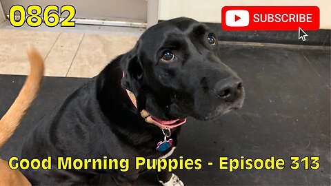 [0862] GOOD MORNING PUPPIES - EPISODE 313 [#dogs #doggos #doggos #puppies #dogdaycare]