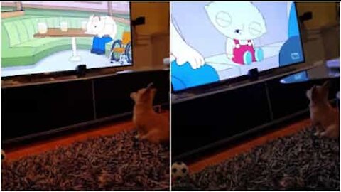 Denne hvalp er en stor 'Family Guy' fan!