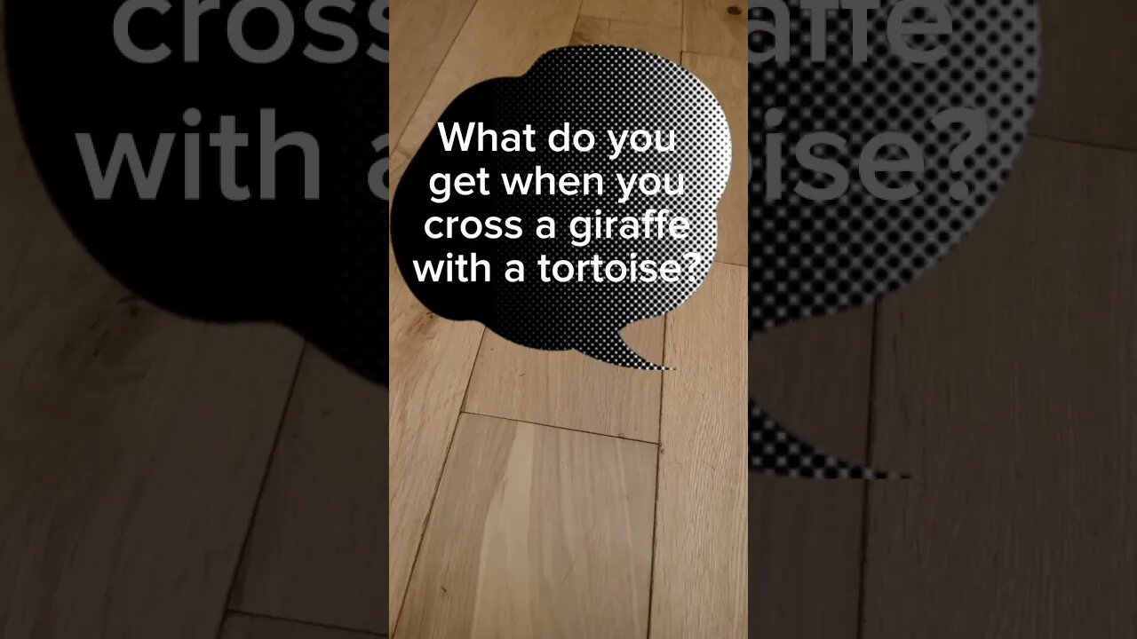 Tortoise dad joke #jokes #dadjokes #funnyjokes