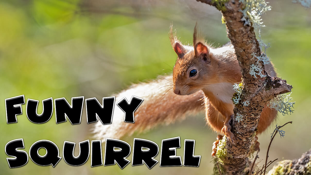 Funny Squirrels