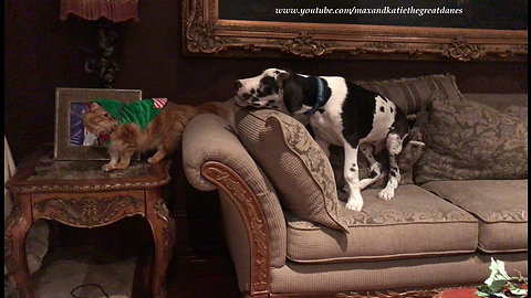 Patient cat puts up with Christmas costume and playful puppy