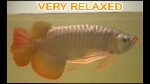 INDONESIAN SUPER RED AROWANA