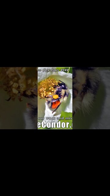 Celestial Earth Angelics of the New Lemuria Rising