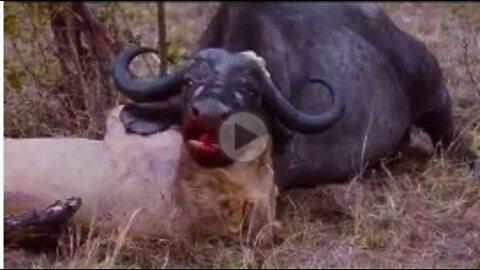 Amazing Attacks Lion vs Buffalo