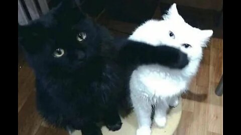 New Funny animals 😂