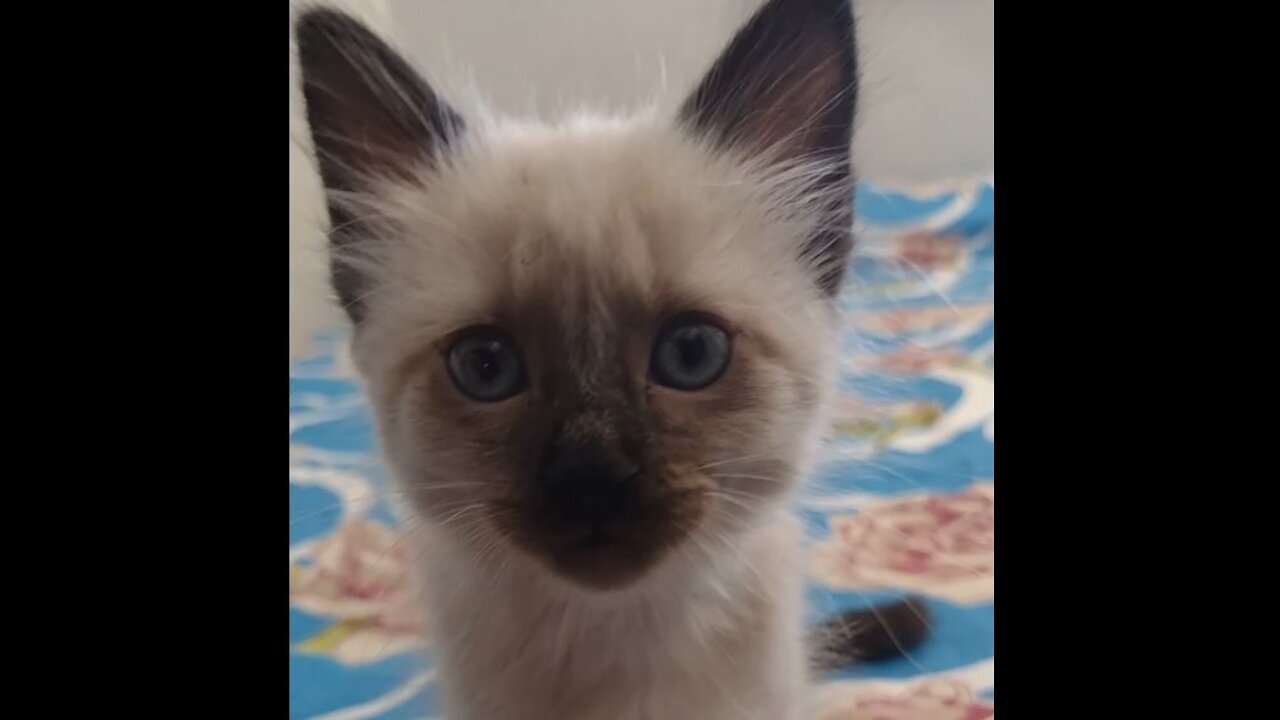 Cute little blue eyes kitty cat