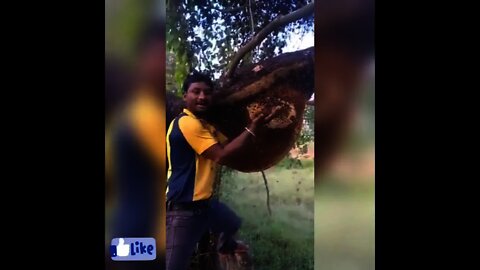 How to get honey || Shahad hasil karny ka tareka