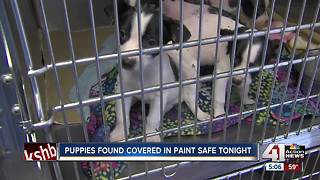 Four puppies found covered in latex paint