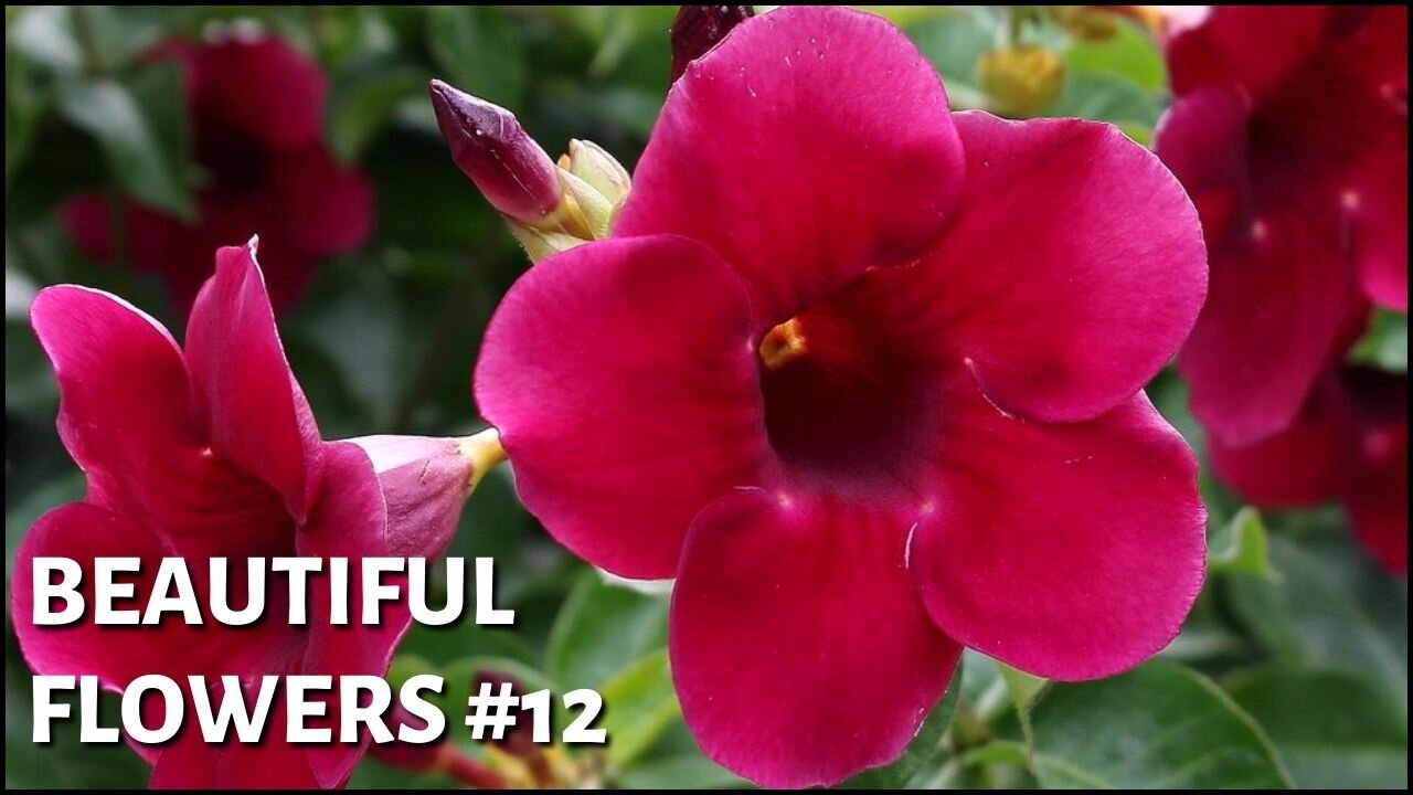 Beautiful flowers #12