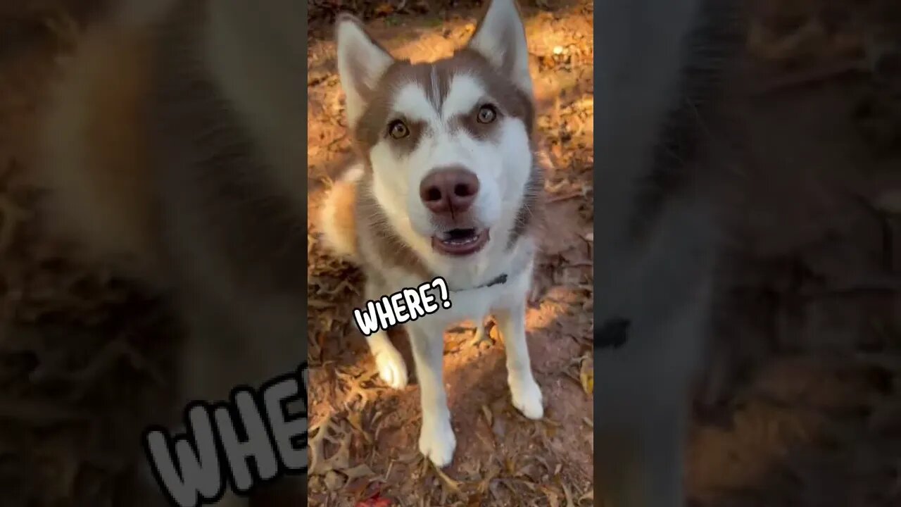 Husky has 21 Questions