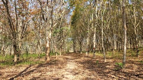 Thailand Rubber Farm in "Winter"