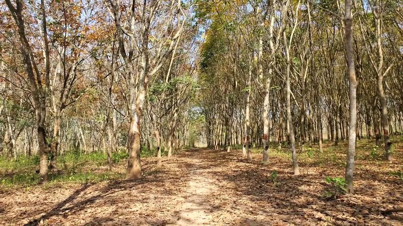 Thailand Rubber Farm in "Winter"