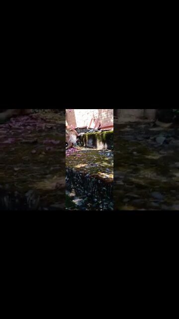 dogshow golden, shorts