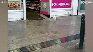 Une mouette entre dans un magasin et vole un paquet de chips