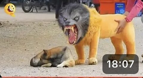 Troll prank Dog funny &fake Lion and fake Tiger prank To dog & Huge box prank to dog