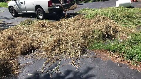 Growing biomass grass for food, fodder. And bedding