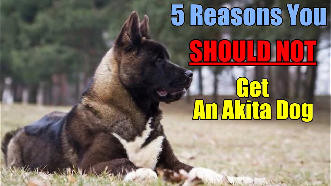 5 Reasons you should NOT get an Akita dog!