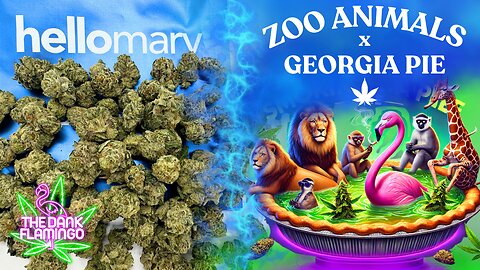 Trying Zoo Animals x Georgia Pie THCa Smalls from ShopHelloMary! The Dank Flamingo Cannabis Review!!