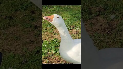 Goose Is a THIEF 